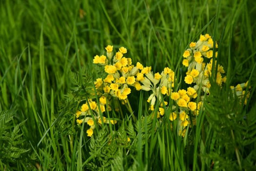 True cowslip between tall grass