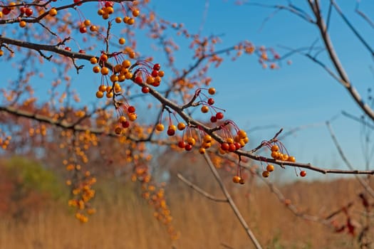 Colorful Berries in the Autumn Forest in Crabtree Nature Center in Illinois
