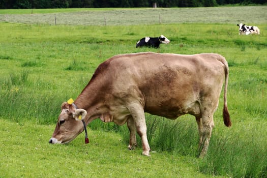 Eine Kuhherde mit GPS-Sendern. Milchkühe mit GPS Halsbändern