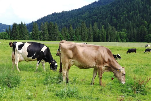 Eine Kuhherde mit GPS-Sendern. Milchkühe mit GPS Halsbändern