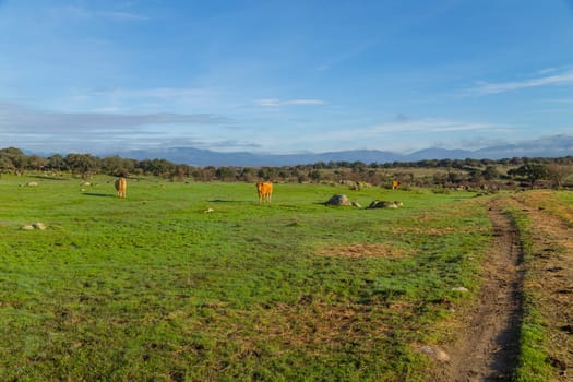 Cattle in a meadow near Caceres. Extremadura, Spain.