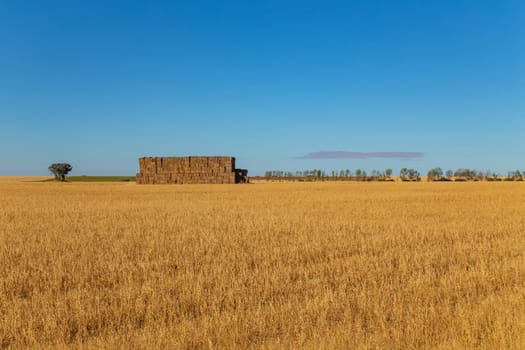 view of a crop field in the north of Spain