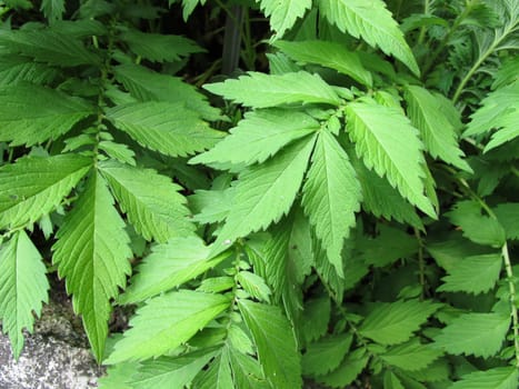 Chinese Odermenning,Agrimonia pilosa