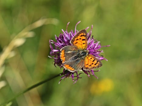 Small butterfly (Lycaena phlaeas) on scabiosen flake flower (Centaurea scabiosa)