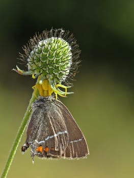 Variable crab spider (Misumena vatia) eats cructhorn butterfly (Satyrium spini) at seed level of the pigeon scabiosis (Scabiosa columbaria)