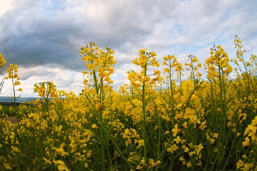 Landscape with yellow blooming raps field, agriculture in spring, countryside in Germany, cultivated farmland