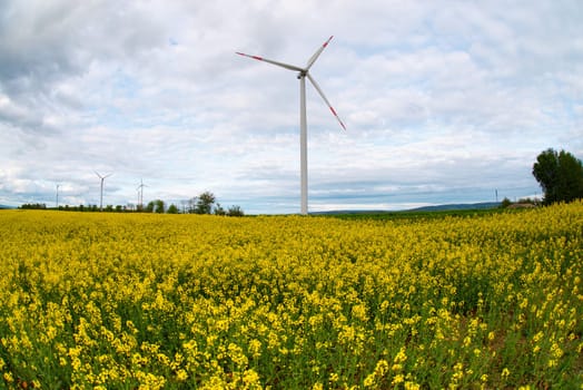 Yellow blooming raps field with windmills, agriculture and renewable sustainable energy, countryside, cultivated farmland