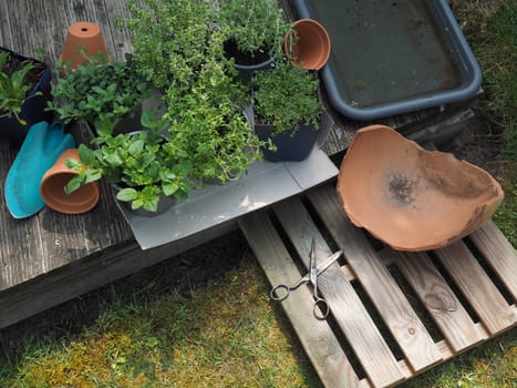 Fresh organic herbs and garden tools on a wooden terrace, urban gardening, self supply, healthy food, conserving resources