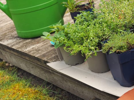 Fresh organic herbs and garden tools on a wooden terrace, urban gardening, self supply, healthy food, conserving resources