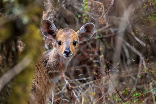 Baby of rare Menelik bushbuck, endemic Tragelaphus scriptus meneliki, in Simien mountains, Ethiopia, Africa wildlife
