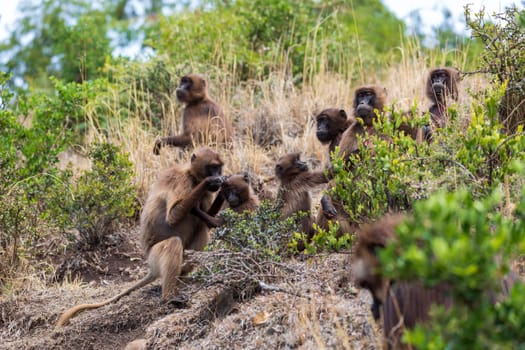 Group of Gelada (Theropithecus gelada), sometimes called the bleeding-heart monkey or the gelada baboon. Debre Libanos, Simien Mountains, Africa Ethiopia wildlife