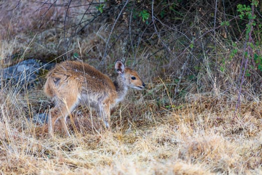 Female of rare Menelik bushbuck, endemic Tragelaphus scriptus meneliki, in Simien mountains, Ethiopia, Africa wildlife
