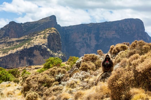 Family of Gelada (Theropithecus gelada), sometimes called the bleeding-heart monkey or the gelada baboon. Simien Mountains, Africa Ethiopia wildlife