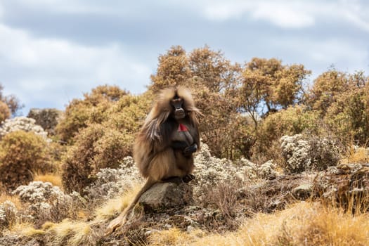 Alpha male of Gelada (Theropithecus gelada), sometimes called the bleeding-heart monkey or the gelada baboon. Simien Mountains, Africa Ethiopia wildlife
