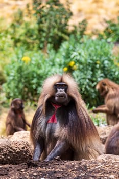 Alpha male of Gelada (Theropithecus gelada), sometimes called the bleeding-heart monkey or the gelada baboon. Simien Mountains, Africa Ethiopia wildlife