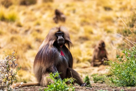Alpha male of Gelada (Theropithecus gelada), sometimes called the bleeding-heart monkey or the gelada baboon. Simien Mountains, Africa Ethiopia wildlife