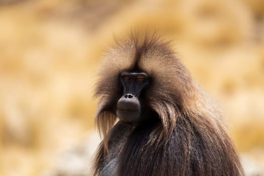 Family of Gelada (Theropithecus gelada), sometimes called the bleeding-heart monkey or the gelada baboon. Simien Mountains, Africa Ethiopia wildlife