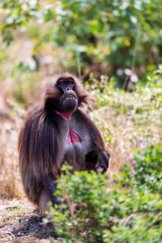 Alpha male of Gelada (Theropithecus gelada), sometimes called the bleeding-heart monkey or the gelada baboon. Debre Libanos, Simien Mountains, Africa Ethiopia wildlife