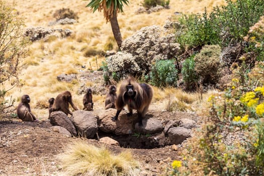Family of Gelada (Theropithecus gelada), sometimes called the bleeding-heart monkey or the gelada baboon. Simien Mountains, Africa Ethiopia wildlife