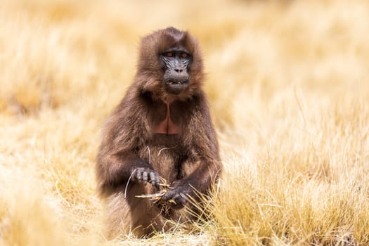 Female of Gelada (Theropithecus gelada), sometimes called the bleeding-heart monkey or the gelada baboon. Simien Mountains, Africa Ethiopia wildlife