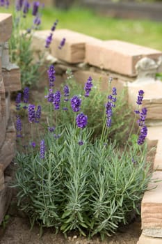 lavender in a herbs spiral