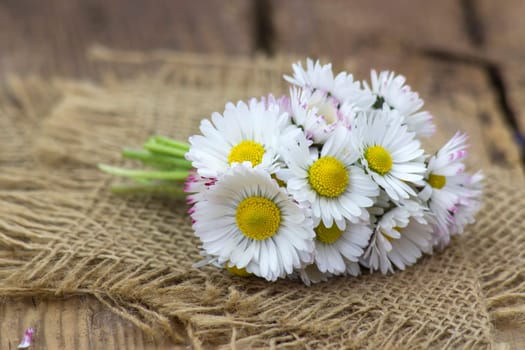 daisies on old wooden background