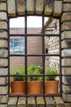 lavender flowers in clay pots - beautiful old window