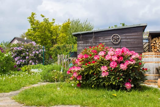 Rustic garden -  blooming pink rhododendron flowers