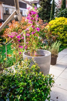 Various potted herbs and plants growing on patio, terrace or balcony