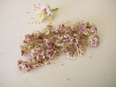 Dried horse chestnut flowers, Flores Hippocastani