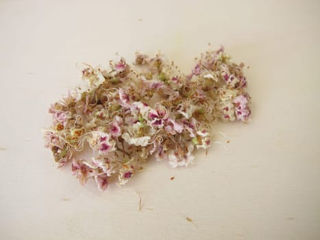 Dried horse chestnut flowers, Flores Hippocastani