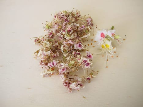 Dried horse chestnut flowers, Flores Hippocastani