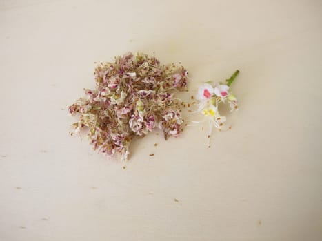Dried horse chestnut flowers, Flores Hippocastani