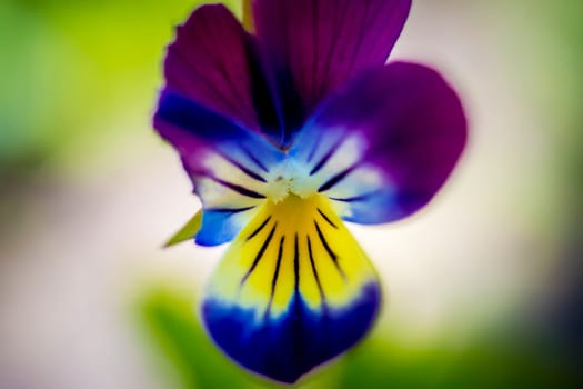 A macro photo of a violet flower reveals a mesmerizing tapestry of delicate petals, showcasing the flower's velvety texture and enchanting hues.