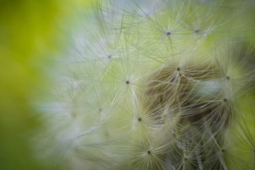 Closeup macro shot of dandelion seed head. spherical cluster of fluffy, white parachute-like structures called achenes. Dreamy natural background.