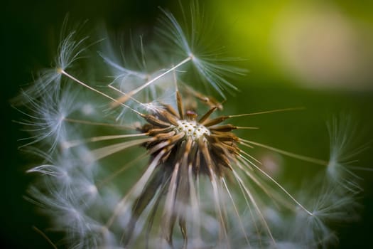 Closeup macro shot of dandelion seed head. spherical cluster of fluffy, white parachute-like structures called achenes. Dreamy natural background.