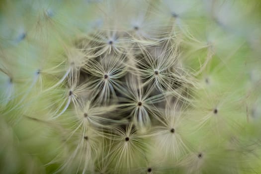 Closeup macro shot of dandelion seed head. spherical cluster of fluffy, white parachute-like structures called achenes. Dreamy natural background.