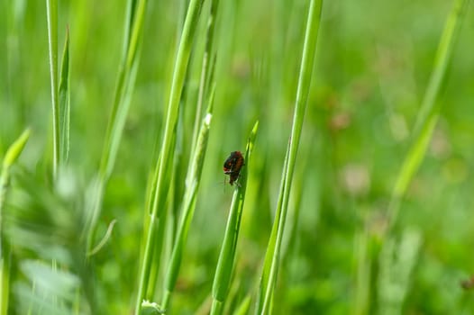 Two soldier beetles ( Cantharidae ) mating on a blade of grass in green nature