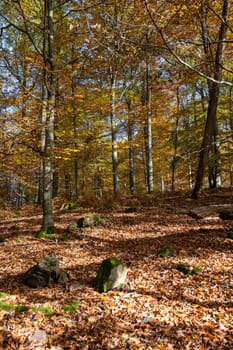 Trees in the forest in autumn with lots of fallen leaves
