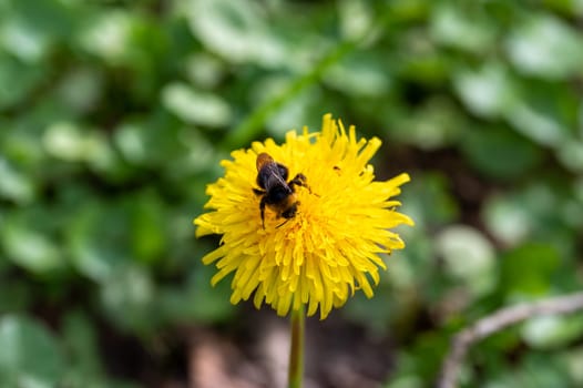 A bumble bee ( Bombus ) sits on a yellow dandelion flower in nature