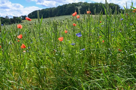 Clap poppy blossom ( Papaver rhoeas ) in a grain - field
