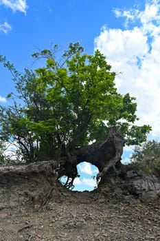 Roots of a tree with an opening and a view of the blue sky