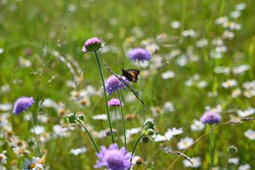 Green summer meadow with white and purple flowers and a butterfly