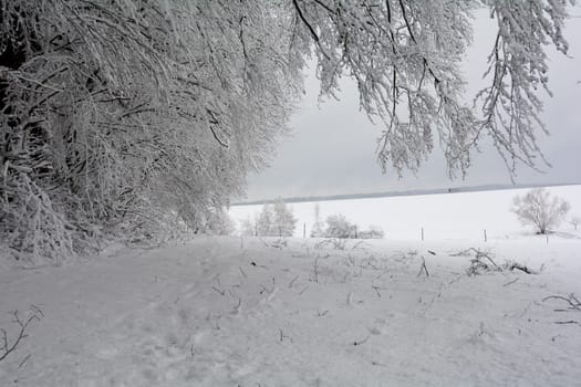 Trees in the forest in winter with a lot of snow