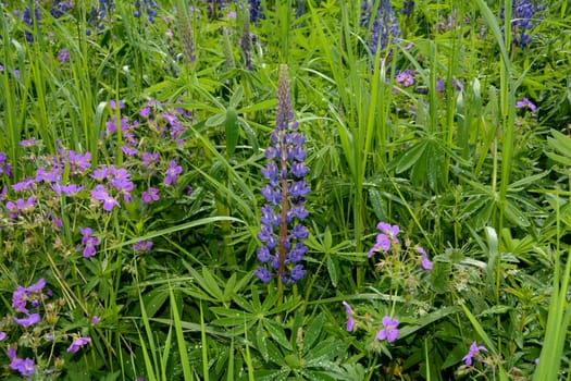 Green meadows with lots of purple lupins in the high Rhoen, Bavaria, Germany