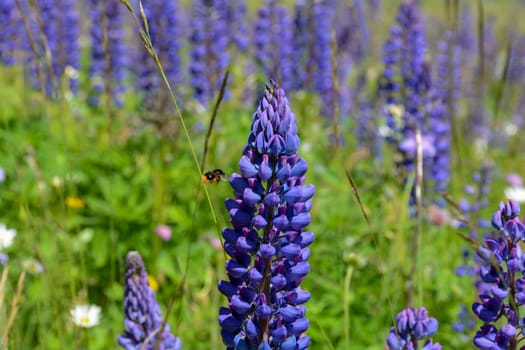 Green meadows with lots of purple lupins and a bee, in the high Rhoen, Bavaria, Germany