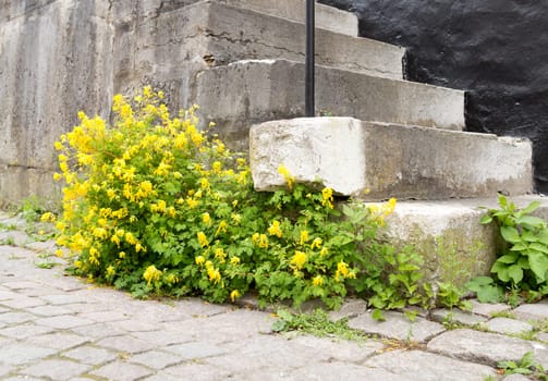 Yellow Flowers by Stone Steps and cobblestone street.