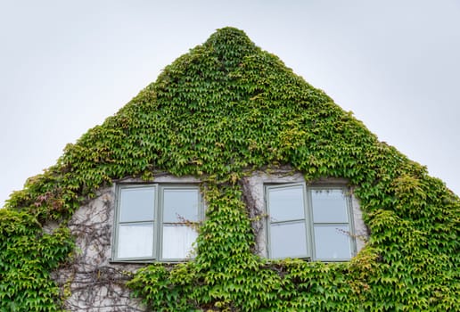 House Covered in Vegetation