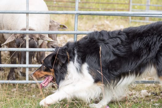 Shepherd's Dog Herding Sheep in field.