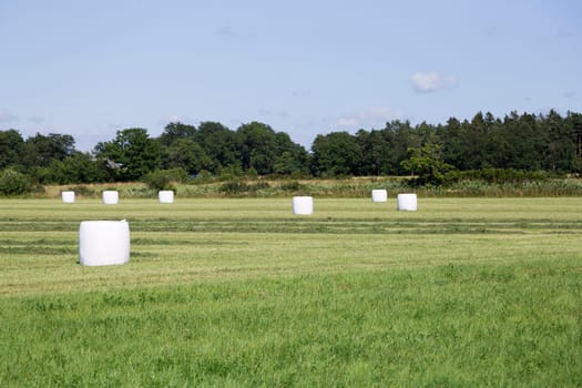 Wrapped Silage in Field with trees behind the field.
